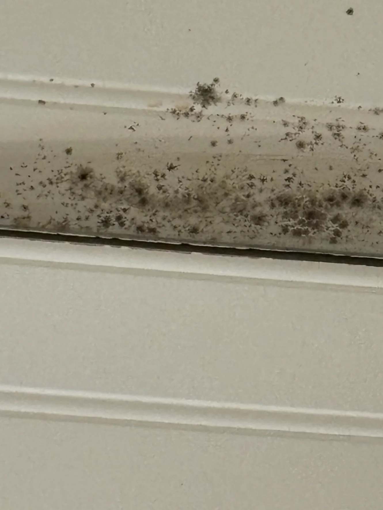 Mold contamination discovered during inspection